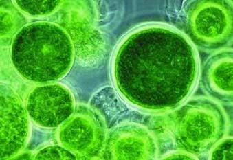 Tikras maistas-smegenims, raumenims, kraujui. Melsvadumbliai- spirulina ir chlorella.