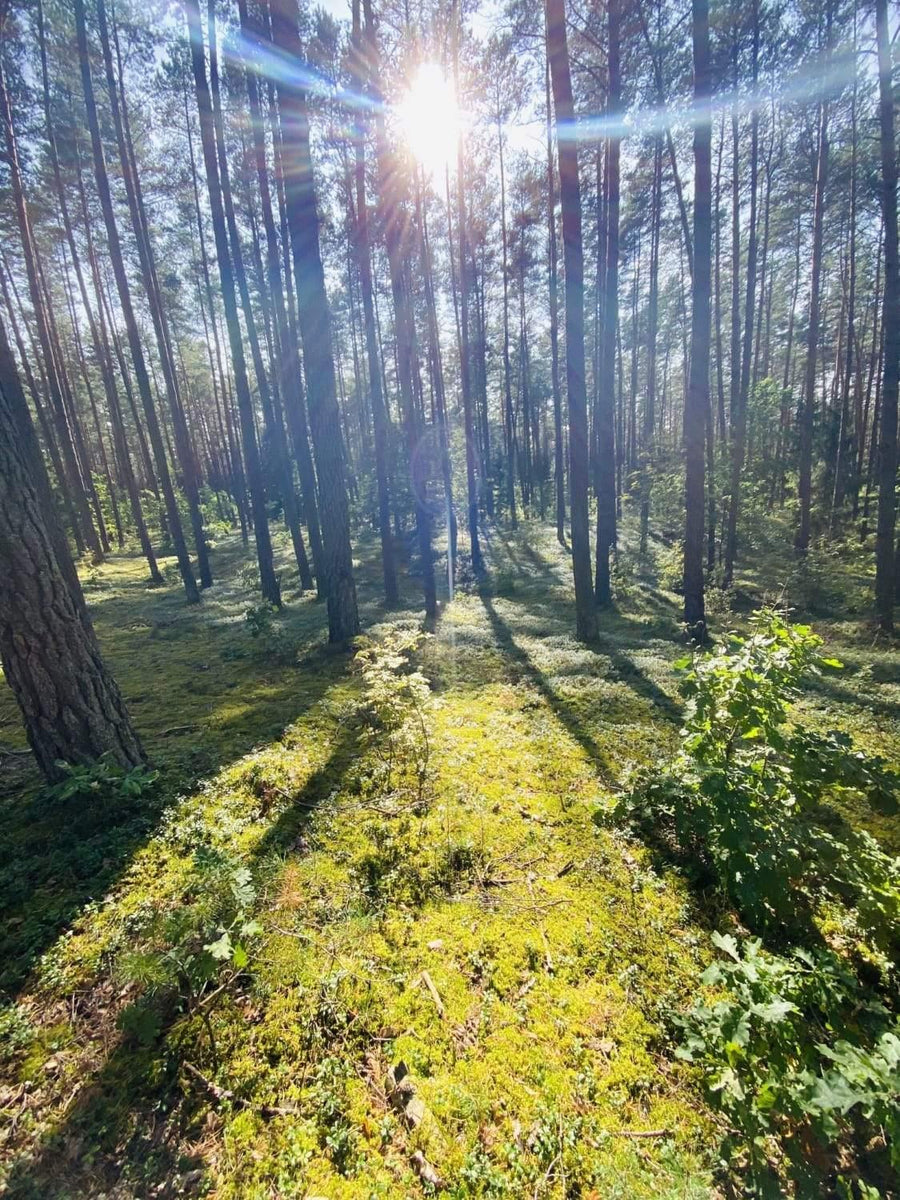 DABAR svarbiausias darbas-  IMUNITETAS.