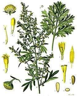 Pelynas.