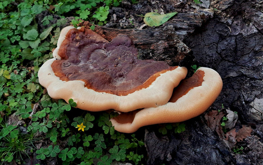 Kas yra reishi grybas?