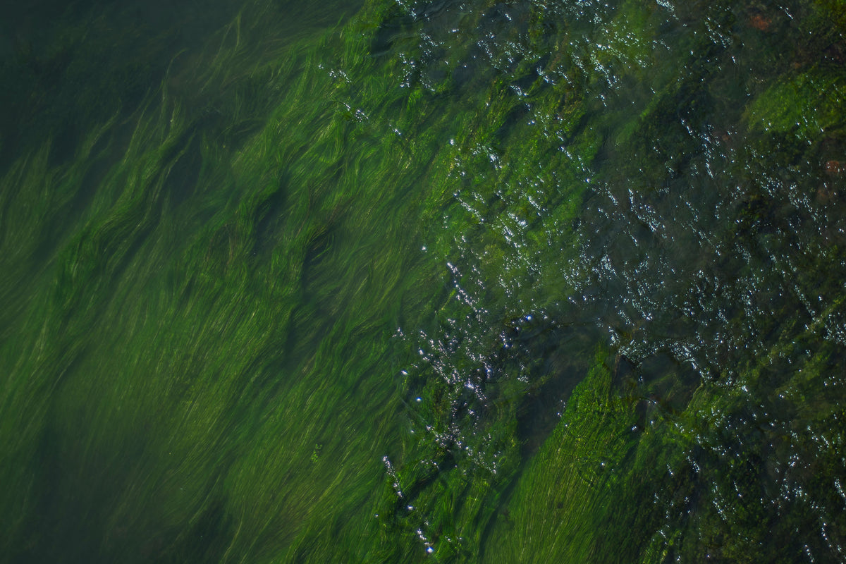 Spirulina: kuo ypatingas šis mėlynai žalias supermaistas?