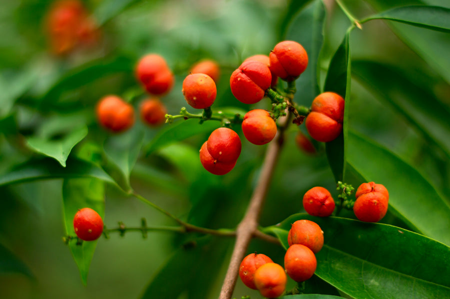 Guarana. Amazonės augalas, kurio sėklose slypi natūralus kofeinas.