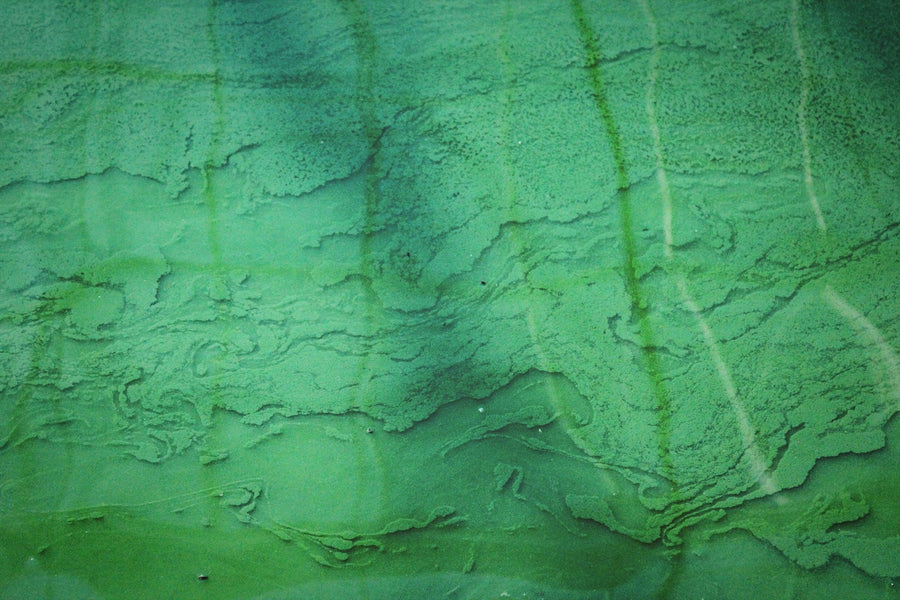 Kas yra chlorella?