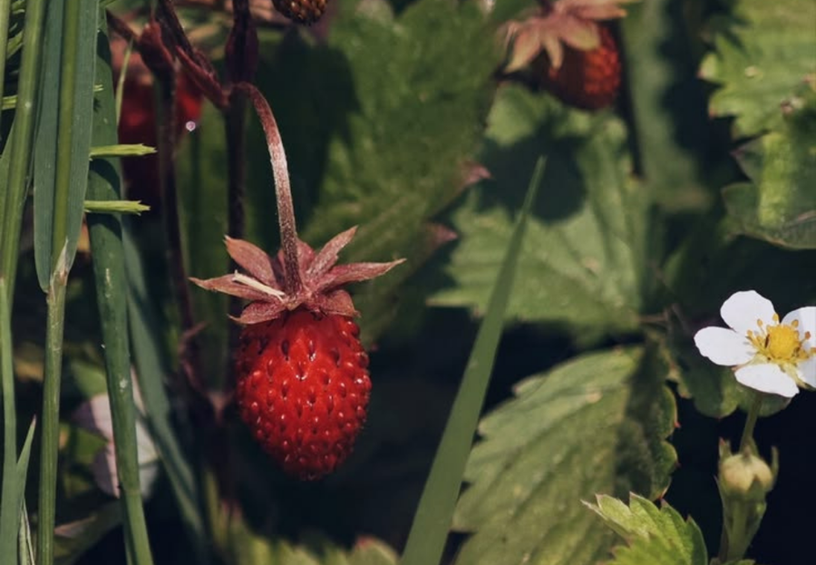 Mes valgome žemuoges. O kodėl pamiršome jų lapus?